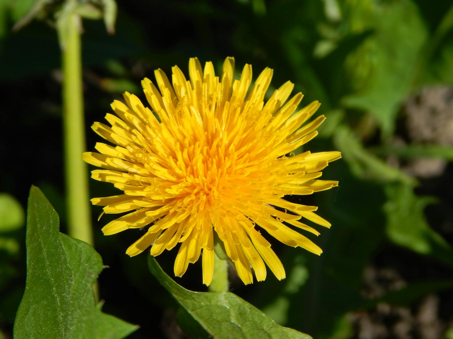 California mortgage loan status tracker - check your loan progress